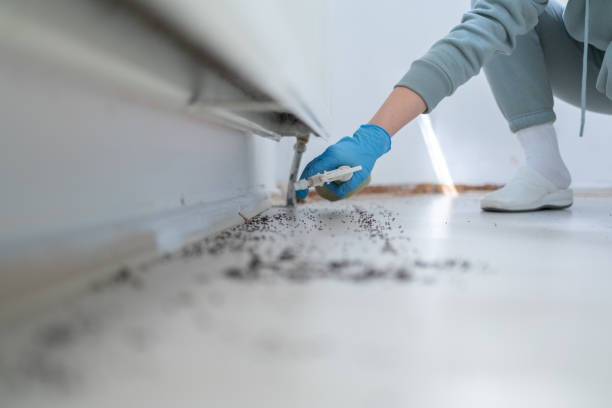 Best Local Pest Control Services  in Silver Bay, MN